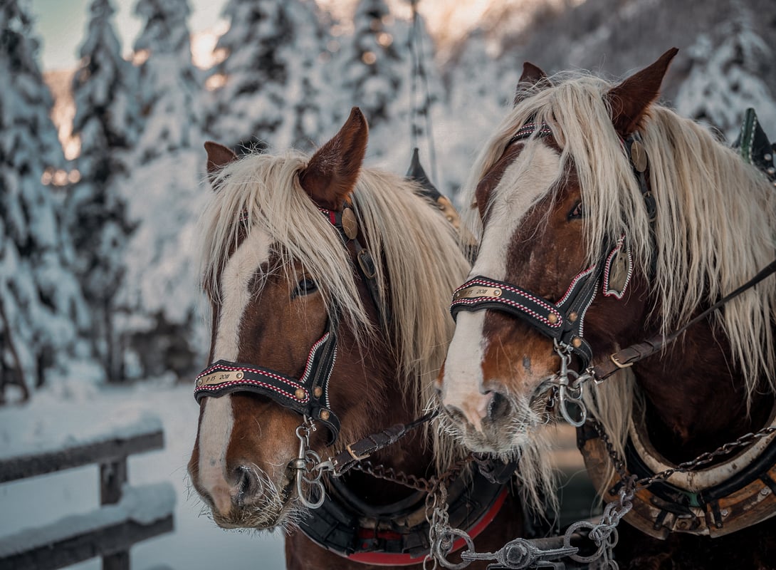 Adventzeit im DAS EDELWEISS