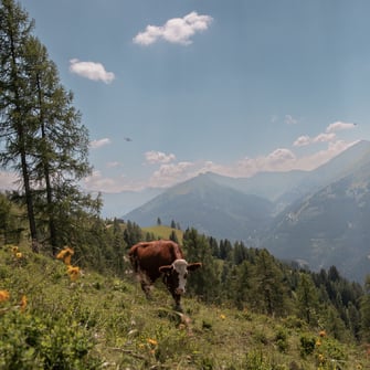 DAS EDELWEISS - 365 Tage Urlaubsglück